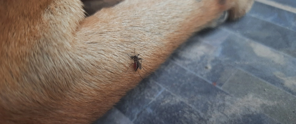 Mosquito biting homeowner's pet in lawn in Utica, MI.