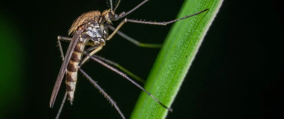 Mosquito on blade of grass in Center Line, MI.