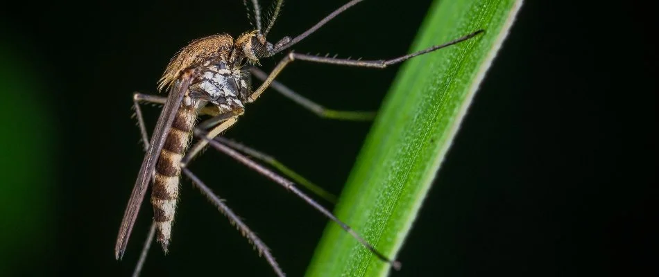 Mosquito on a blade of grass in Marysville, MI.
