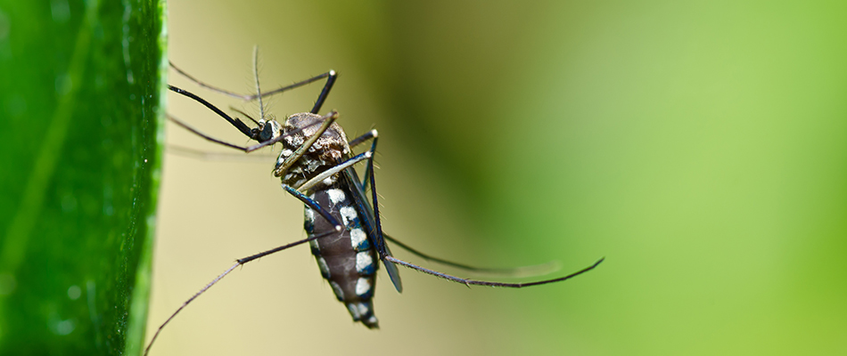 Mosquito on lawn in Rochester, MI.