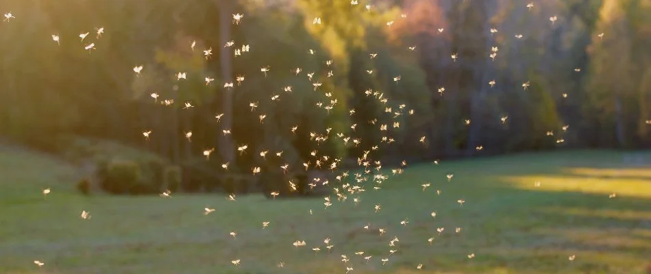 Mosquitoes swarming in the air in Fraser, MI.