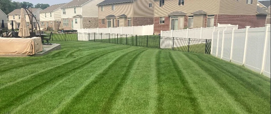 Mowed residential lawn in Birmingham, MI.