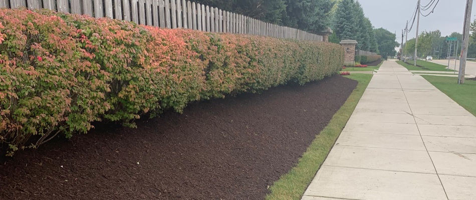 Mulch replenishment for shrubs in landscape bed in Harrison Township, MI.