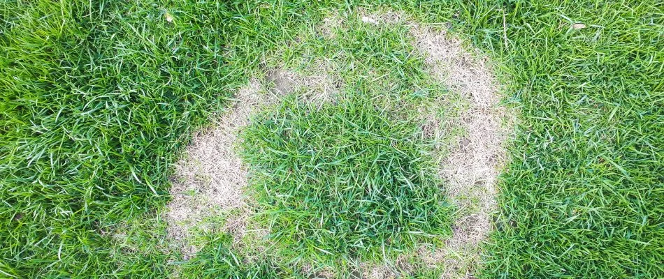 Necrotic ring lawn disease found in client's lawn in Rochester Hills, MI.