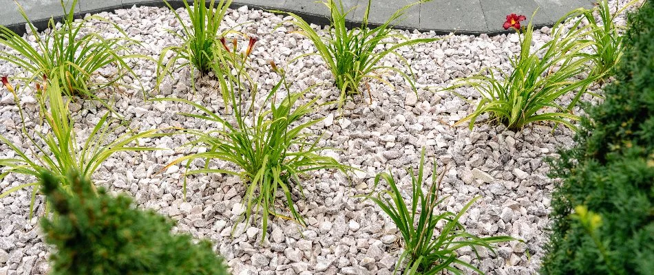 Ornamental grasses and rocks in a landscape in Macomb, MI.