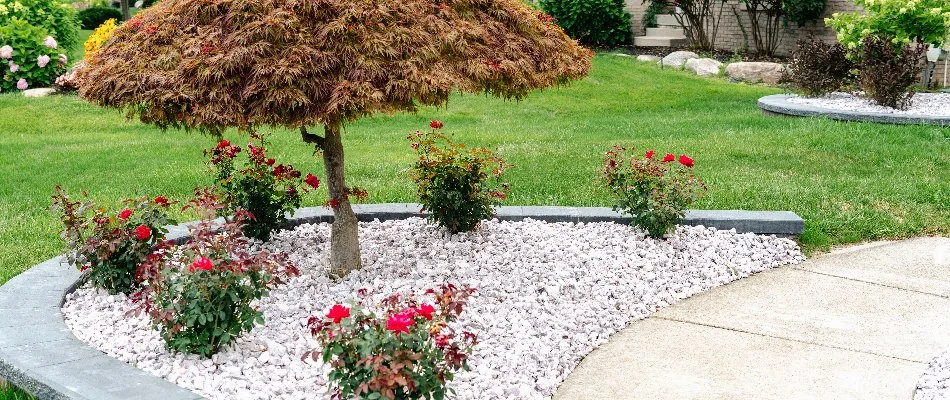 Decorative tree and roses in weed-controlled bed near Rochester Hills, MI.