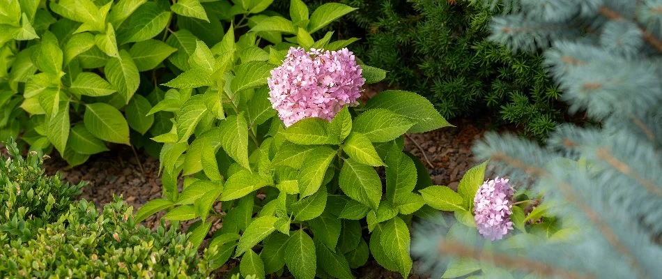 Plant foliage and pink flower in a landscape in Berkley, MI.