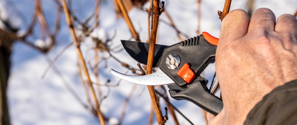 Professional pruning plant during the winter time in Chesterfield, MI.