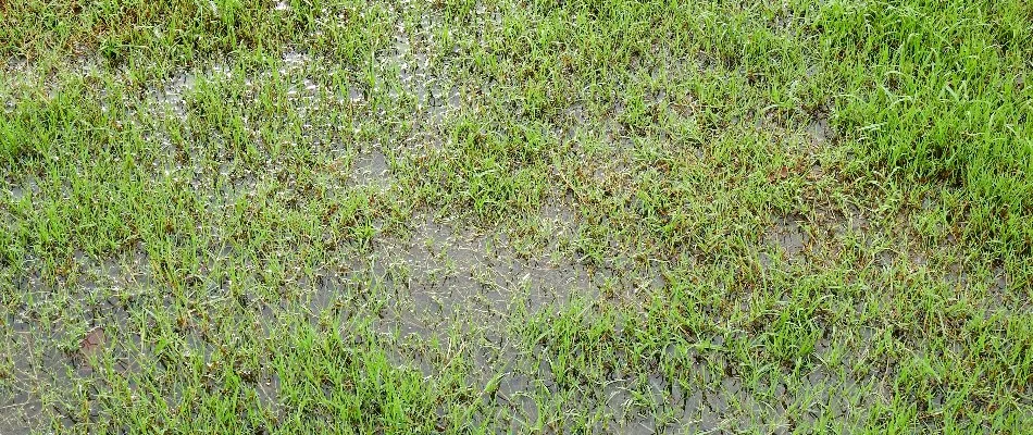 Puddles on a lawn from an irrigation leak on a property in Macomb, MI.
