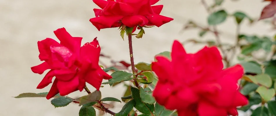 Vibrant red roses near Chesterfield, MI.