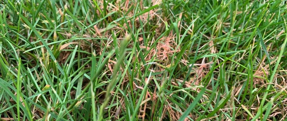 Red thread lawn disease found in lawn in New Baltimore, MI.