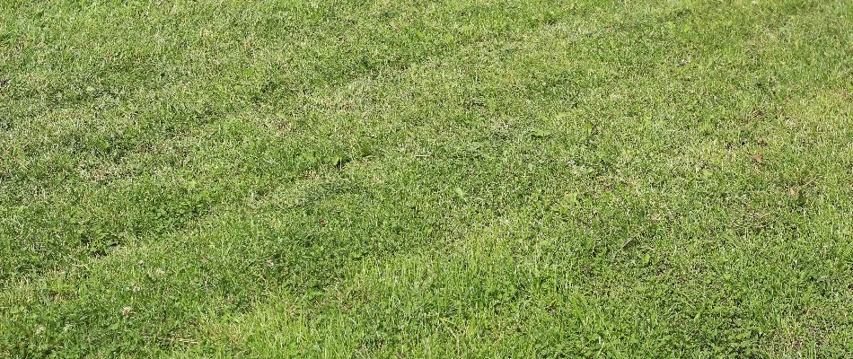 Ruts on a lawn after mowing in Macomb, MI.