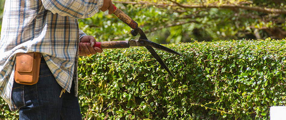 Shrub being trimmed by a professional in New Baltimore, MI.