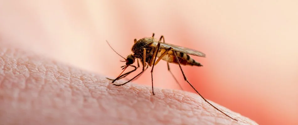 Single mosquito biting skin in Clawson, MI.