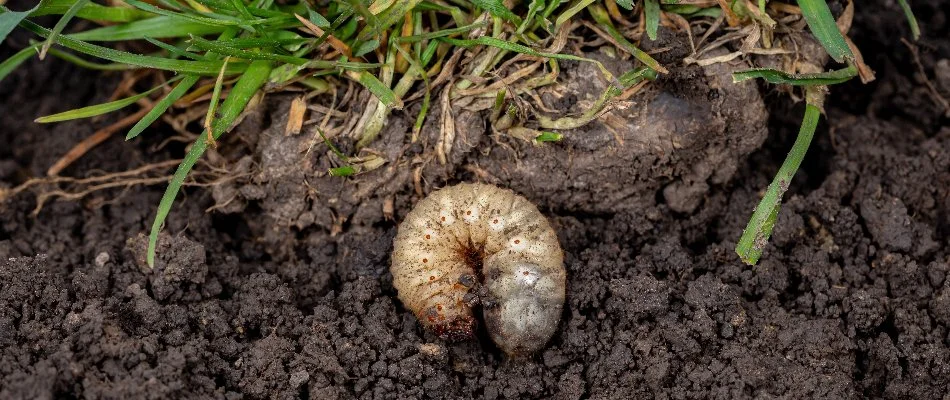 Small white grub in soil on a property in Macomb, MI.