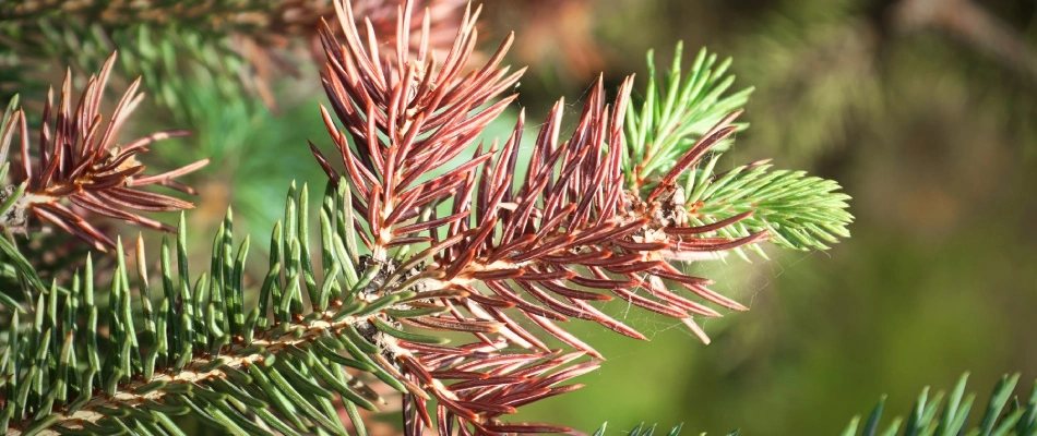 Spruce needle cast tree disease found in Macomb. MI.