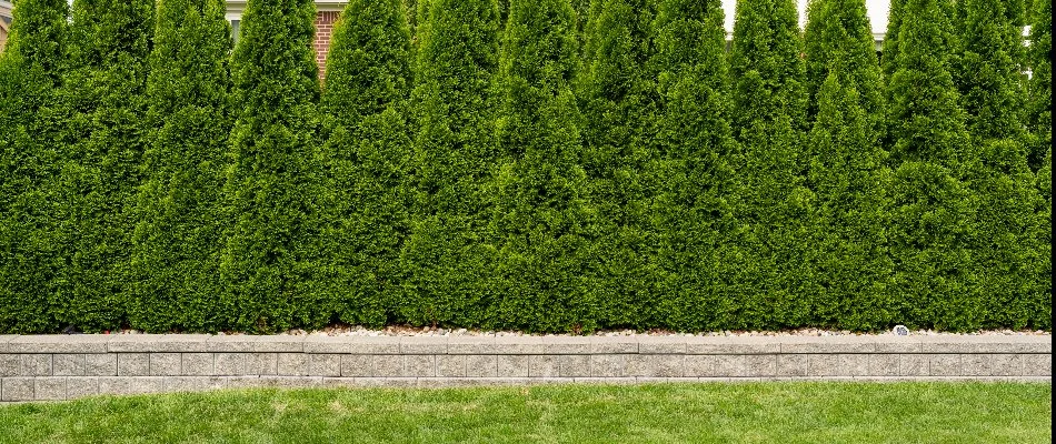 Stone retaining wall in Chesterfield, MI, with lush, green privacy hedges.