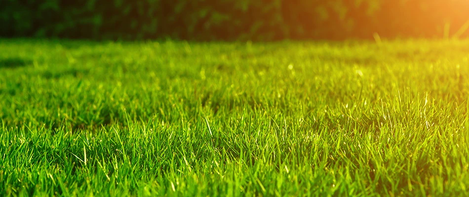 Summer sunshine beating down on a healthy green lawn in Warren, MI.