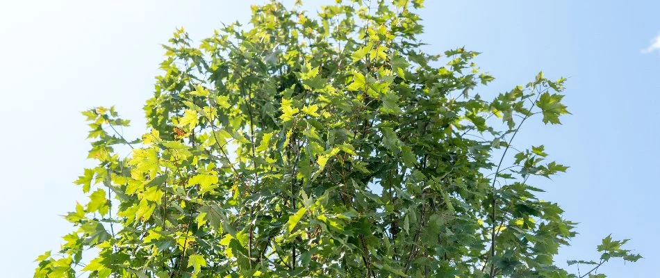 Sunlit tree tops against clear sky near Chesterfield, Michigan.