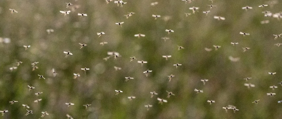 Mosquitoes flying around on a property in Huntington Woods, MI.