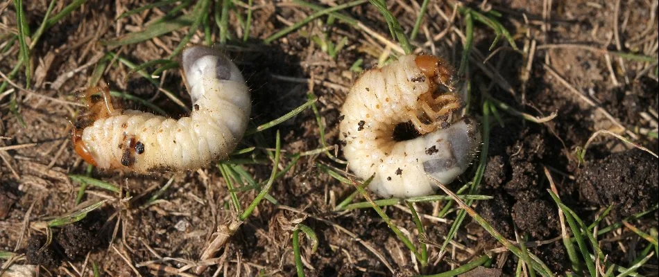 Two grubs on top of a lawn in Macomb, MI.