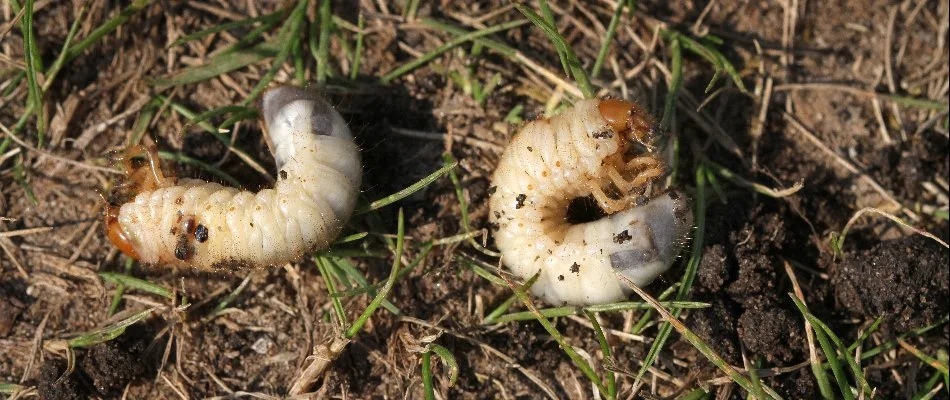 Two grubs sitting on top of soil in Macomb, MI.