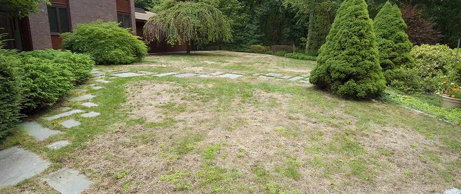 Unhealthy lawn impacted by lawn diseases near Washington, MI.