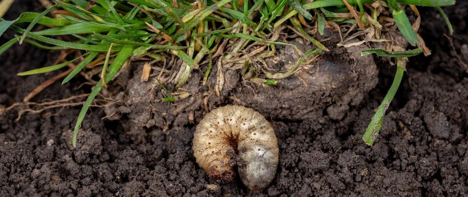 Grub in the soil under a lawn in Macomb, MI.
