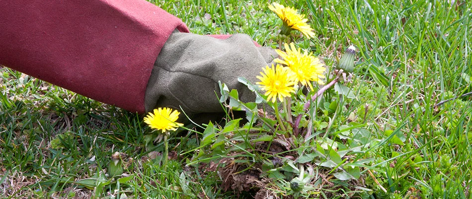 Yellow dandelions being uprooted by gloved hand near New Baltimore, MI.